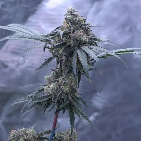 Grow 4.0 | Humboldt | Hi-Biscus