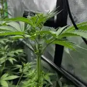 Grow 6.2 | Doctors Choice | Black Mamba