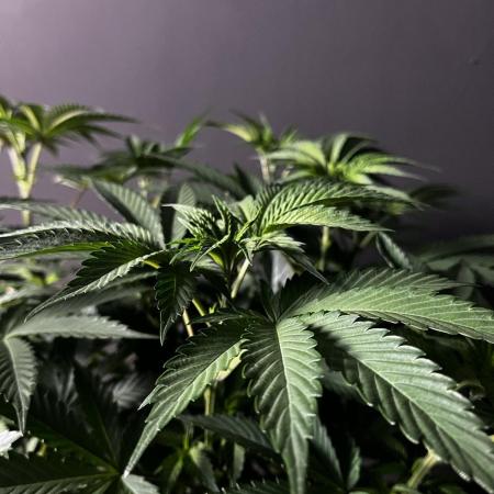 Grow 6.2 | Doctors Choice | Black Mamba