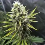 Grow 4.1 | Humboldt | California Haze