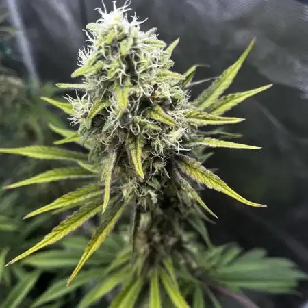 Grow 4.1 | Humboldt | California Haze