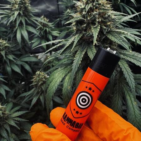 Grow 7.3 Kannabia | Mexican Sativa Fem.