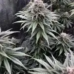 Grow 5.4 | Zamnesia | Purple Urkle