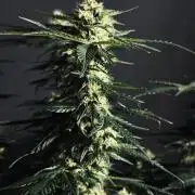 Grow 7.1  | Doctors Choice | DC Kush