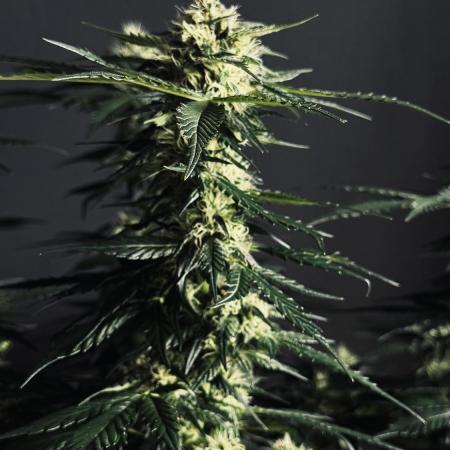 Grow 7.1  | Doctors Choice | DC Kush