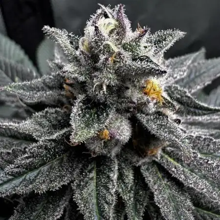 Grow 6.3 | Mendo Dope Farms | Skoochie