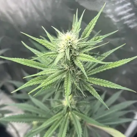 Grow 4.1 | Humboldt | California Haze
