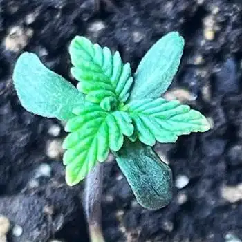 Grow 5.5 | Humboldt | Vanilla Frosting