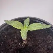 8 Delicious Seeds | Deep Mandarine