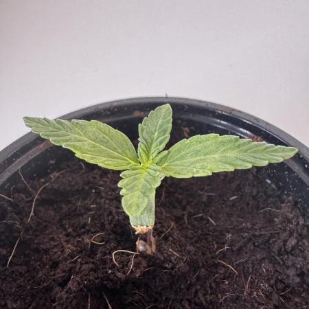 8 Delicious Seeds | Deep Mandarine