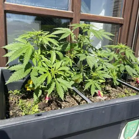 RQS Royal Creamatic Outdoor