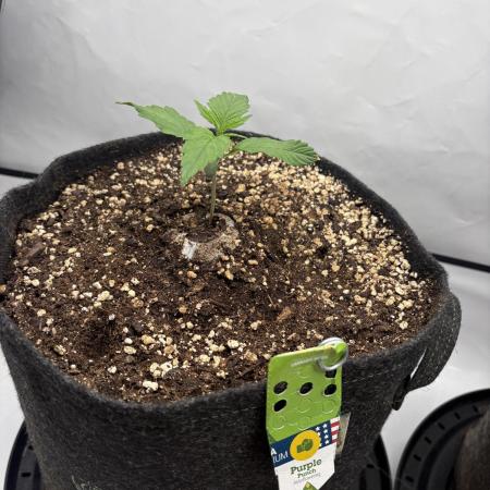 RQS AK-47 + Purple Punch Auto