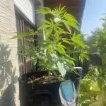 RQS Royal Kush Automatic