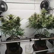 RQS AK-47 + Purple Punch Auto