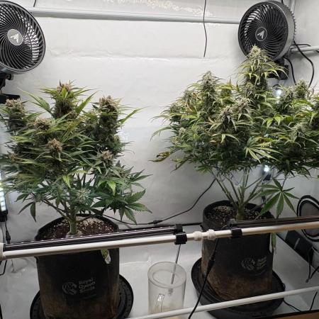 RQS AK-47 + Purple Punch Auto