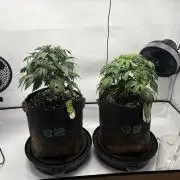 RQS AK-47 + Purple Punch Auto