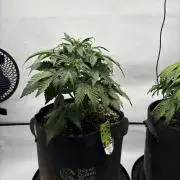 RQS AK-47 + Purple Punch Auto