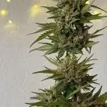 RQS Royal Kush Automatic