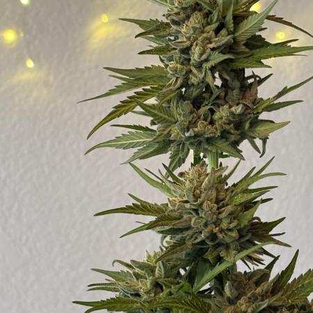 RQS Royal Kush Automatic