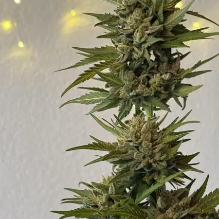 RQS Royal Kush Automatic
