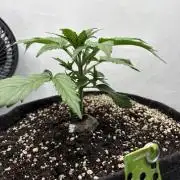 RQS AK-47 + Purple Punch Auto