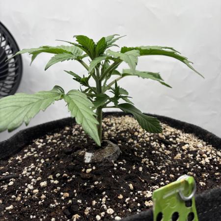 RQS AK-47 + Purple Punch Auto