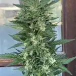 RQS Royal Creamatic Outdoor
