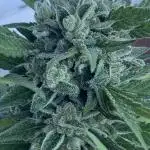 RQS Royal Kush Automatic