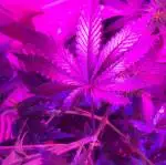 Sour Diesel (indoor LED)