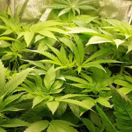 5 strains one sog