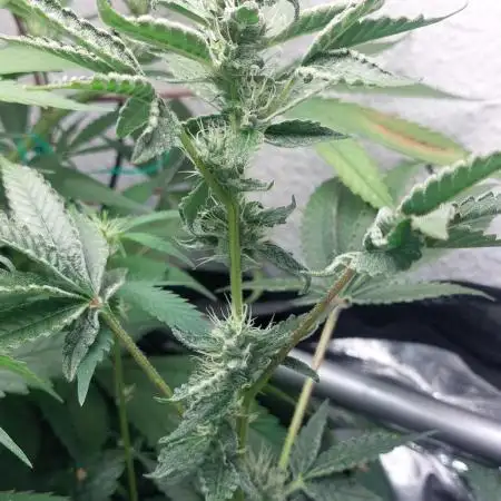 5 strains one sog