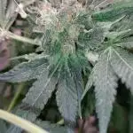 5 strains one sog