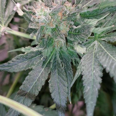 5 strains one sog