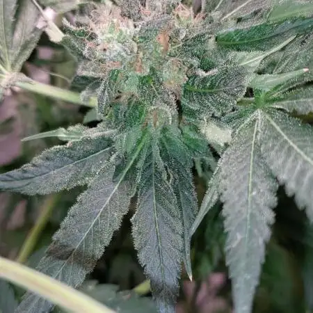 5 strains one sog