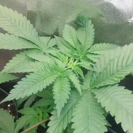 5 strains one sog