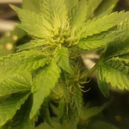 5 strains one sog