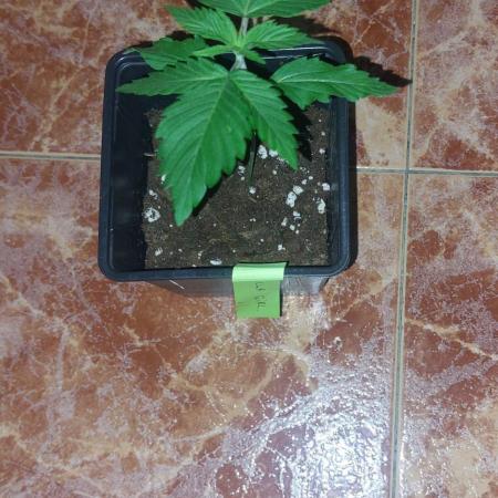 Gorilla girl by sweet seeds