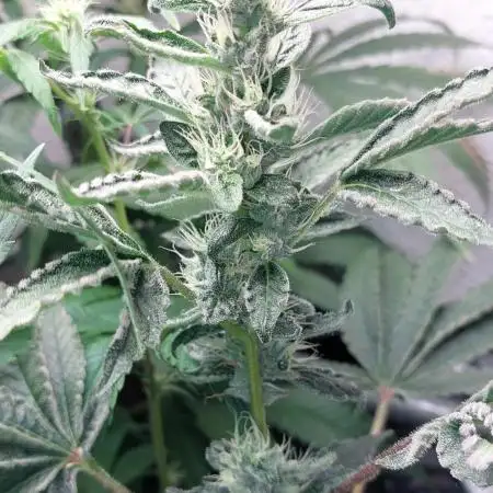 5 strains one sog