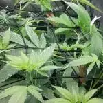 5 strains one sog