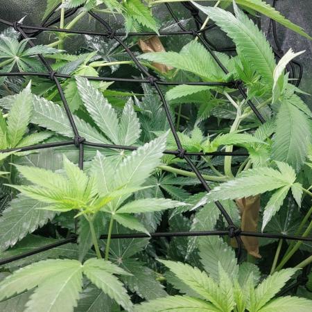 5 strains one sog