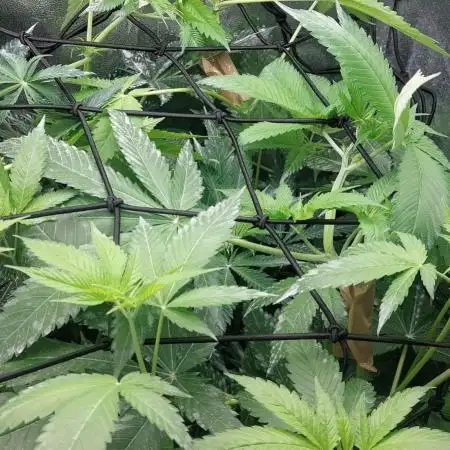 5 strains one sog