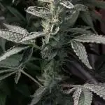 5 strains one sog