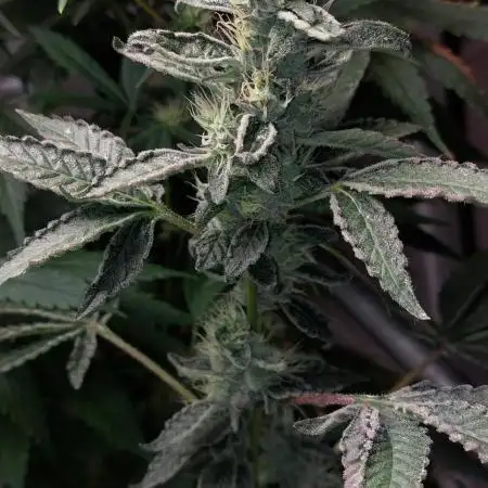 5 strains one sog