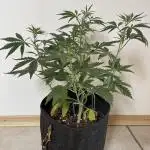 Gorilla Zkittelz Auto