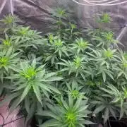SUPER MONSTER
