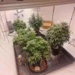 Multi Strain Seed Run