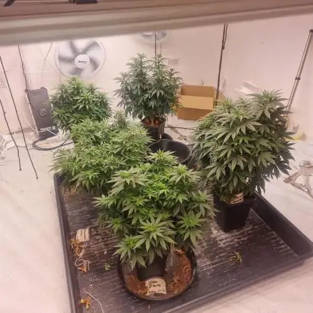 Multi Strain Seed Run
