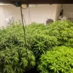 Multi Strain Seed Run