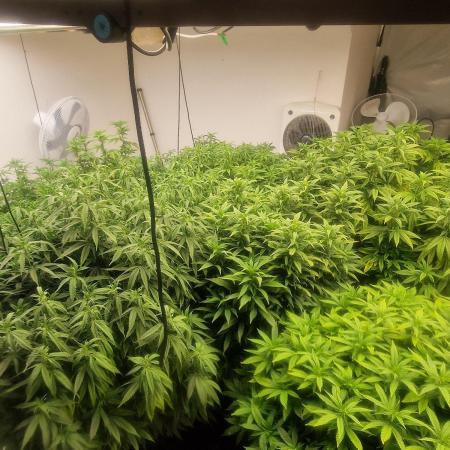 Multi Strain Seed Run