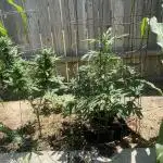 Strawberry cheesecake won’t flower